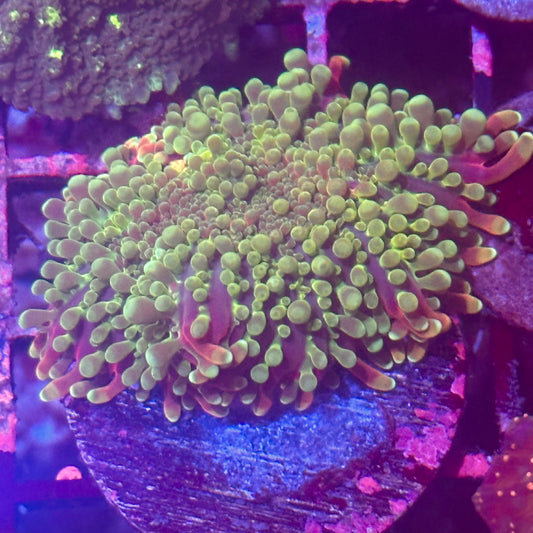 Islander Corals Medusa Rhodactis Mushroom