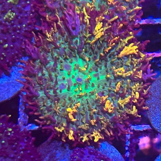 Magic Carpet Bounce Mushroom