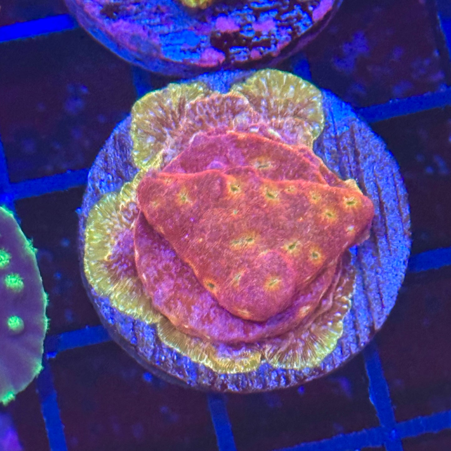 Klepto Lepto Leptoseris Coral
