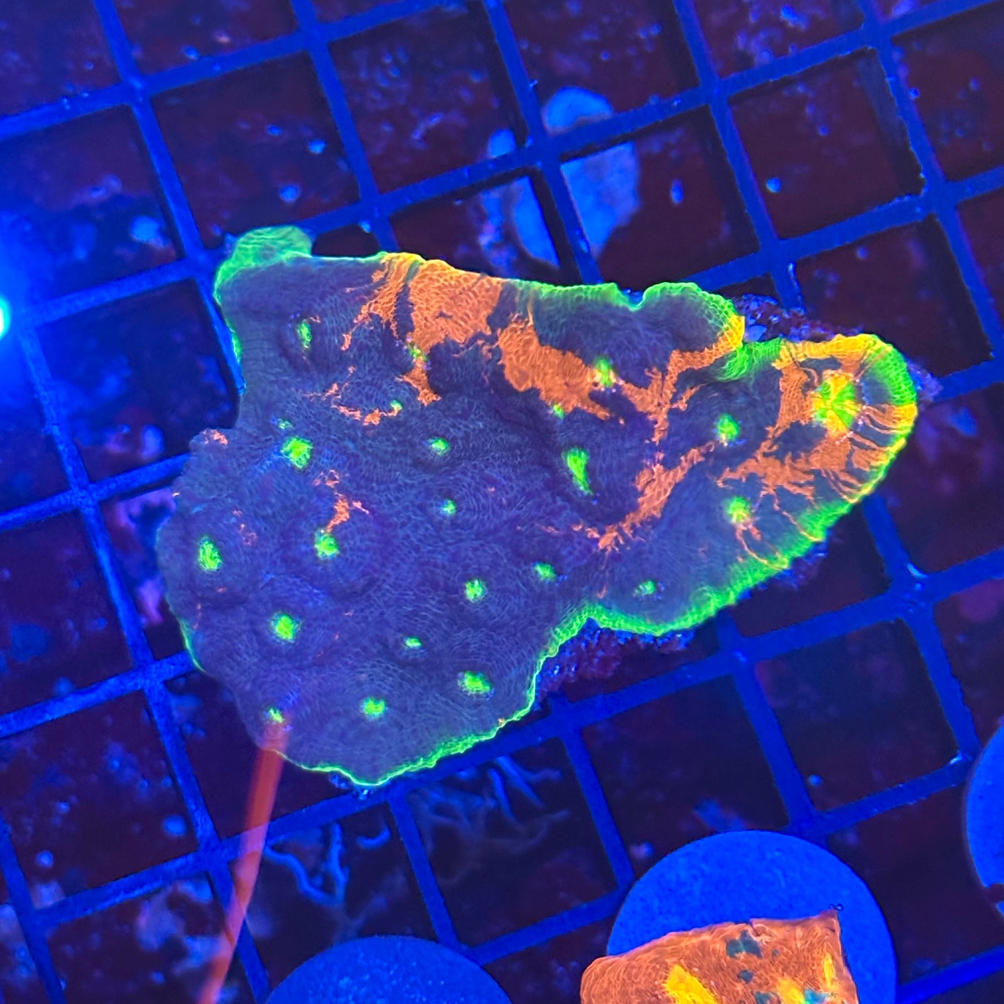 Rainbow Chalice Colony