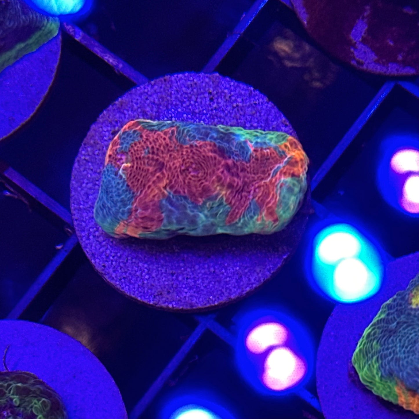 Islander Corals No Limit Rainbow Chalice