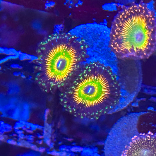 Hyper Jubilee Zoa / Zoanthid