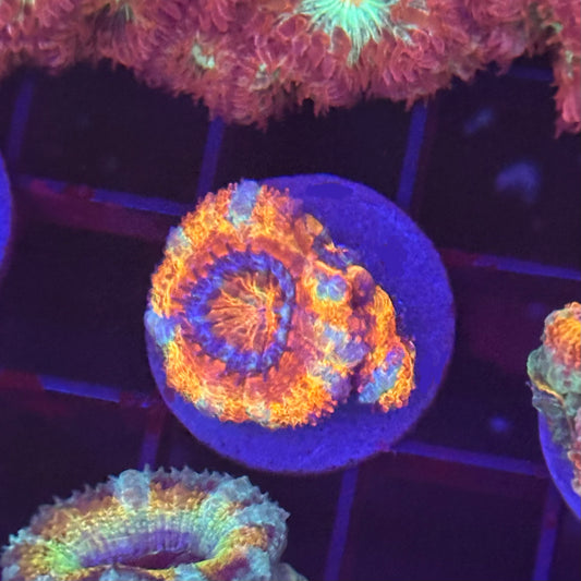 Islander Corals Showstopper Rainbow Acan