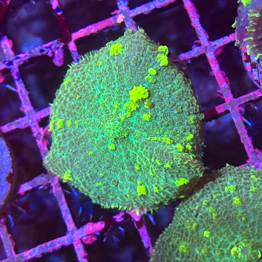 Islander Corals Sour Patch Bounce Mushroom