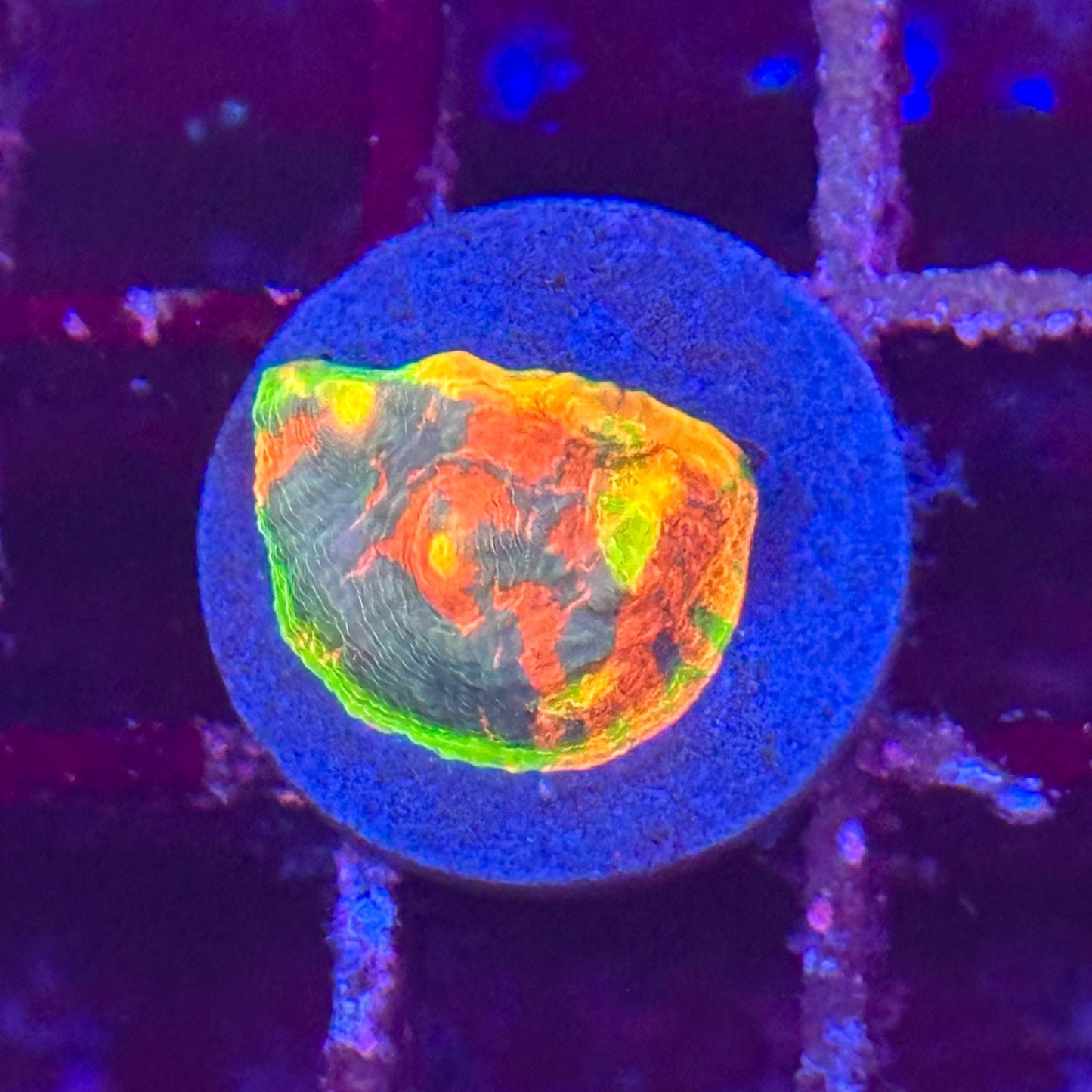 Rainbow Crush Chalice