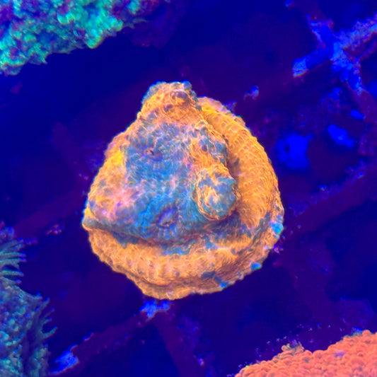 Islander Corals Melting Tie-dye Chalice