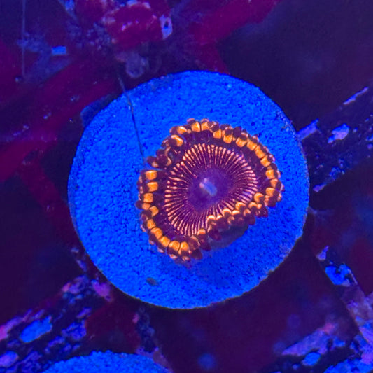 Phoenix Zoa / Zoanthid