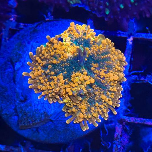 Islander Corals Rainbow Yuma Mushroom