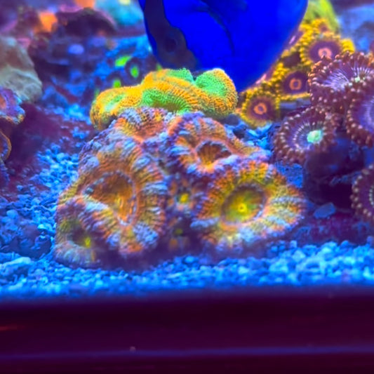 Islander Corals Sweet Tooth Rainbow Acan