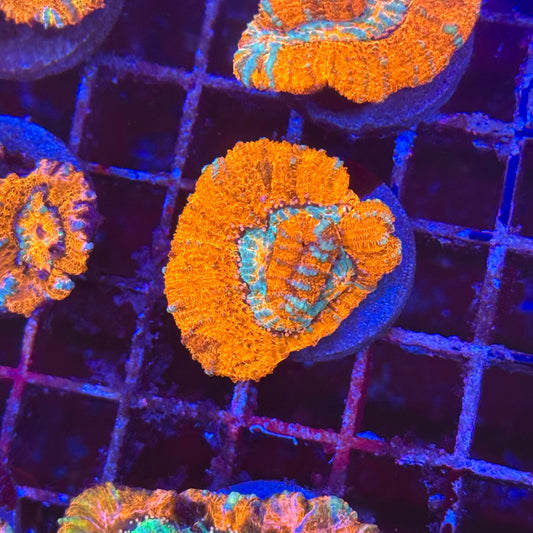 Rainbow Wilsoni