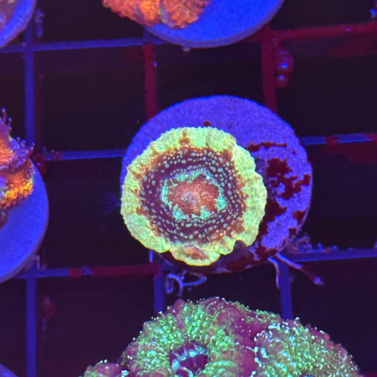 Islander Corals Goldilocks Bowerbanki
