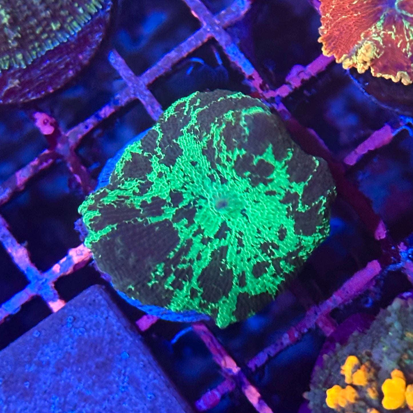 Kryptonite Jawbreaker Discosoma Mushroom