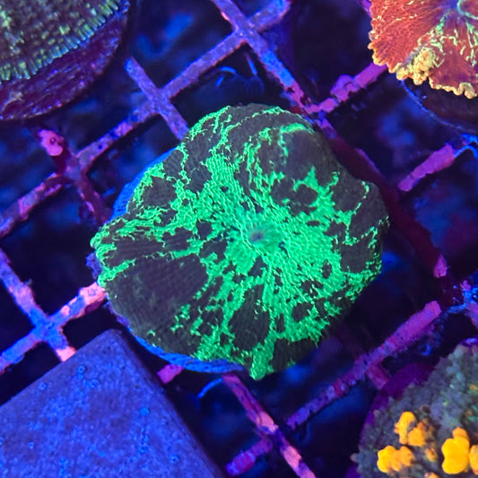 Kryptonite Jawbreaker Discosoma Mushroom