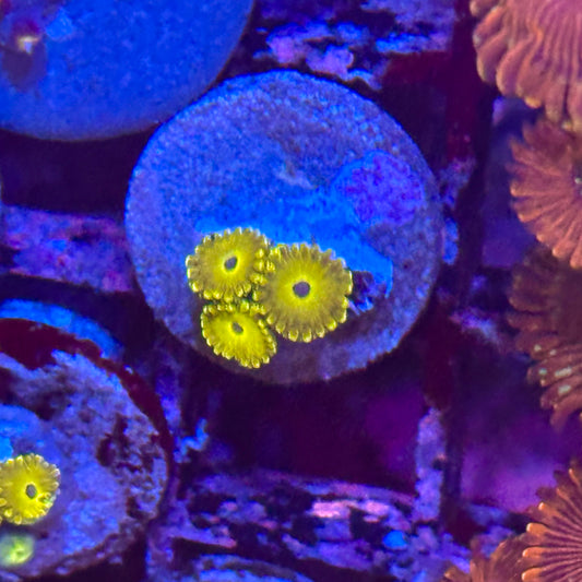 Pikachu Zoa / Zoanthid