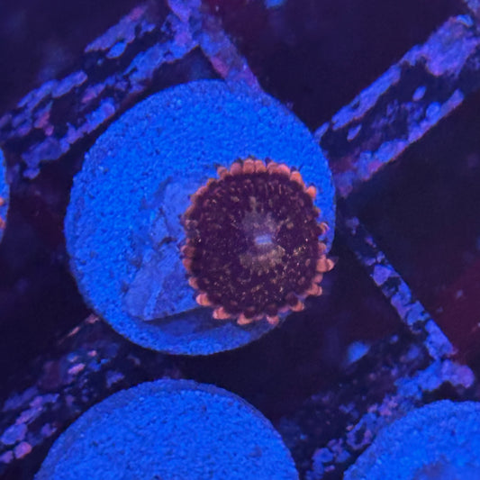 Pluto Passion Zoa / Zoanthid