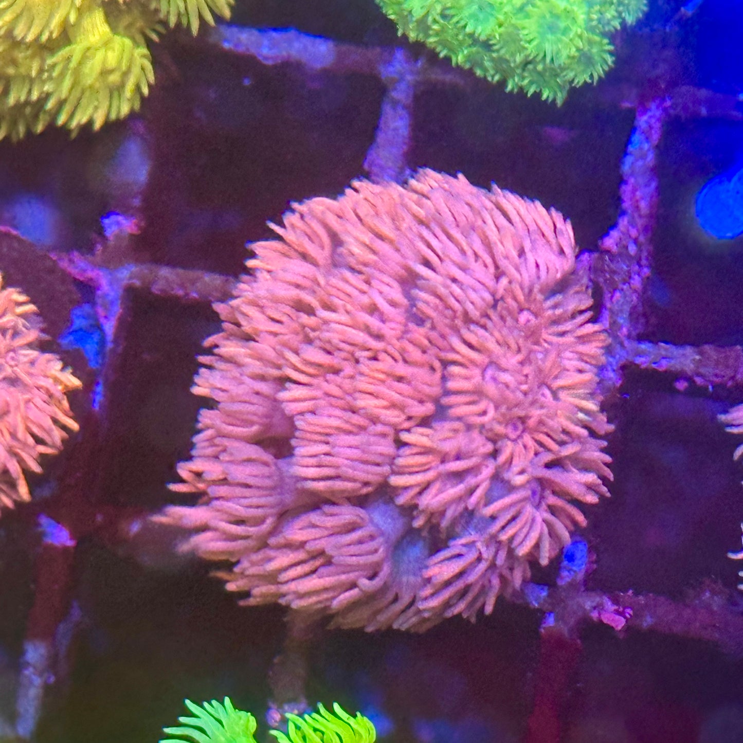 Goniopora / Goni - Pink