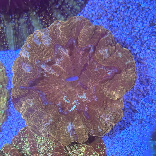 Acanthophyllia / Acantho / Meat Coral