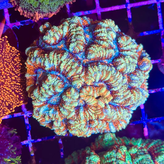 Rainbow Wilsoni Colony