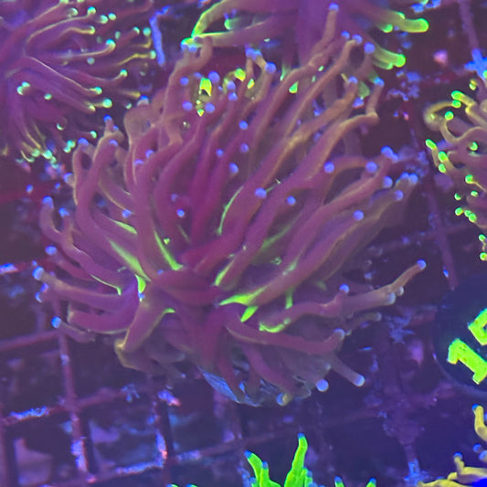Torch - Tiger Knicks