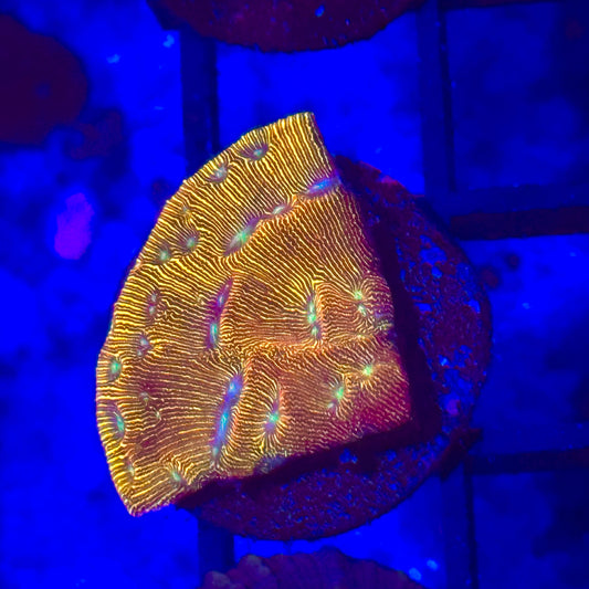 Jack O Lantern Leptoseris Coral