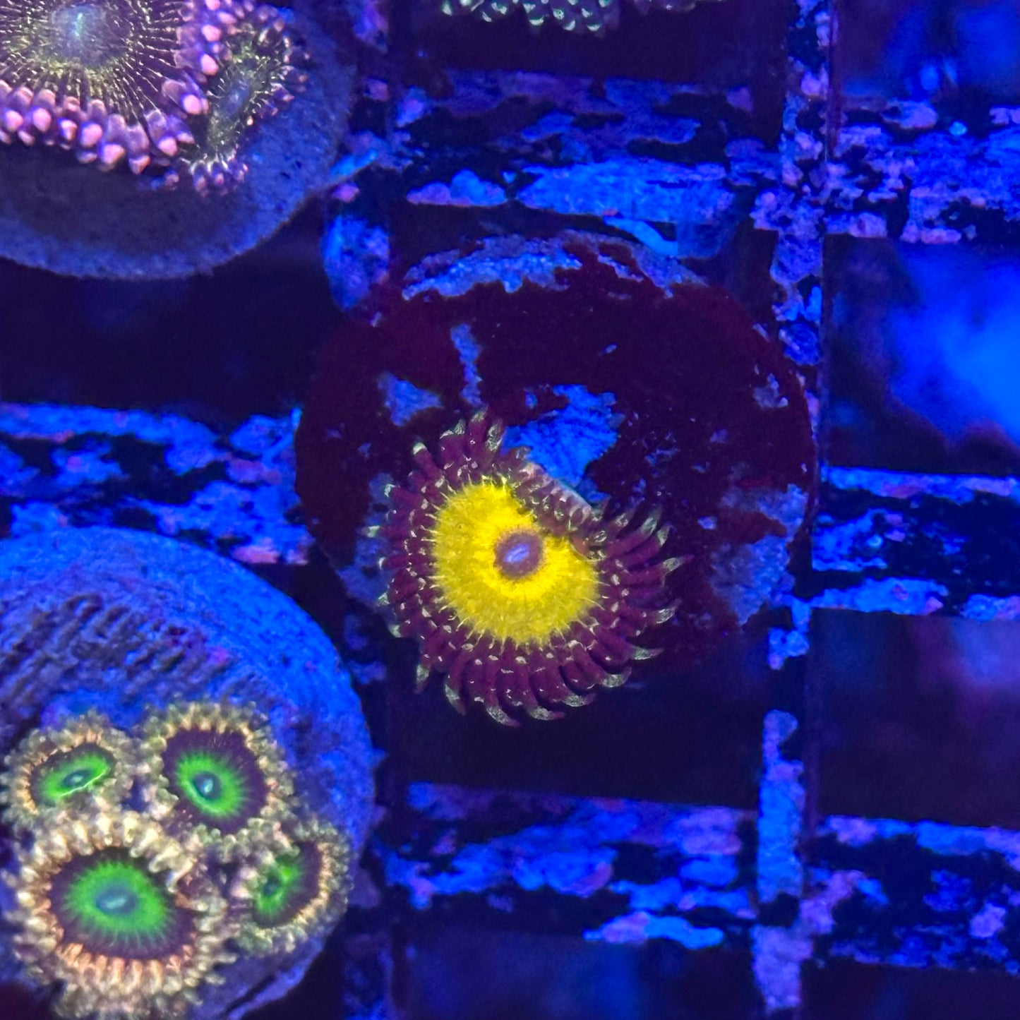 Godbeast Zoa / Zoanthid
