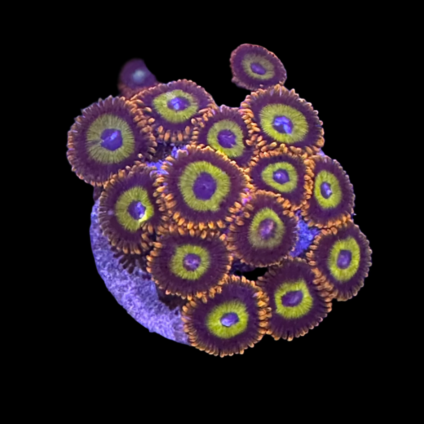 Fruitloops Zoa / Zoanthid