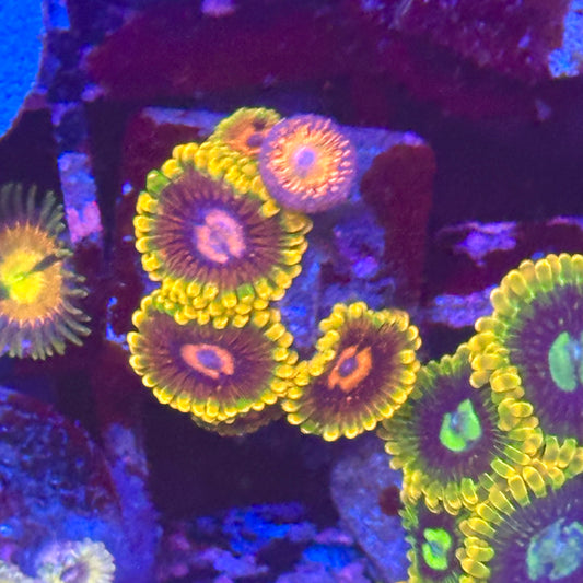 Mindtricks Zoa / Zoanthid