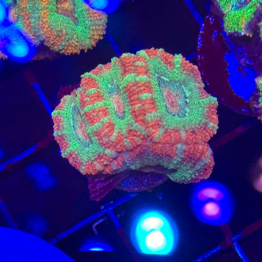 Islander Corals Highroller Acan