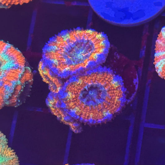 Islander Corals Ghostrider Acan