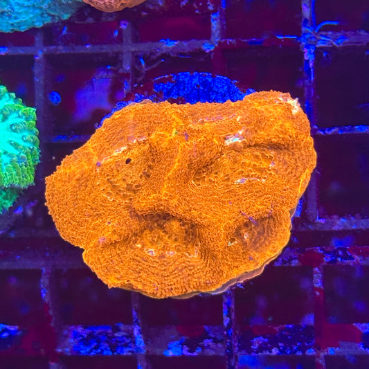 Bleeding Apple Bowerbanki