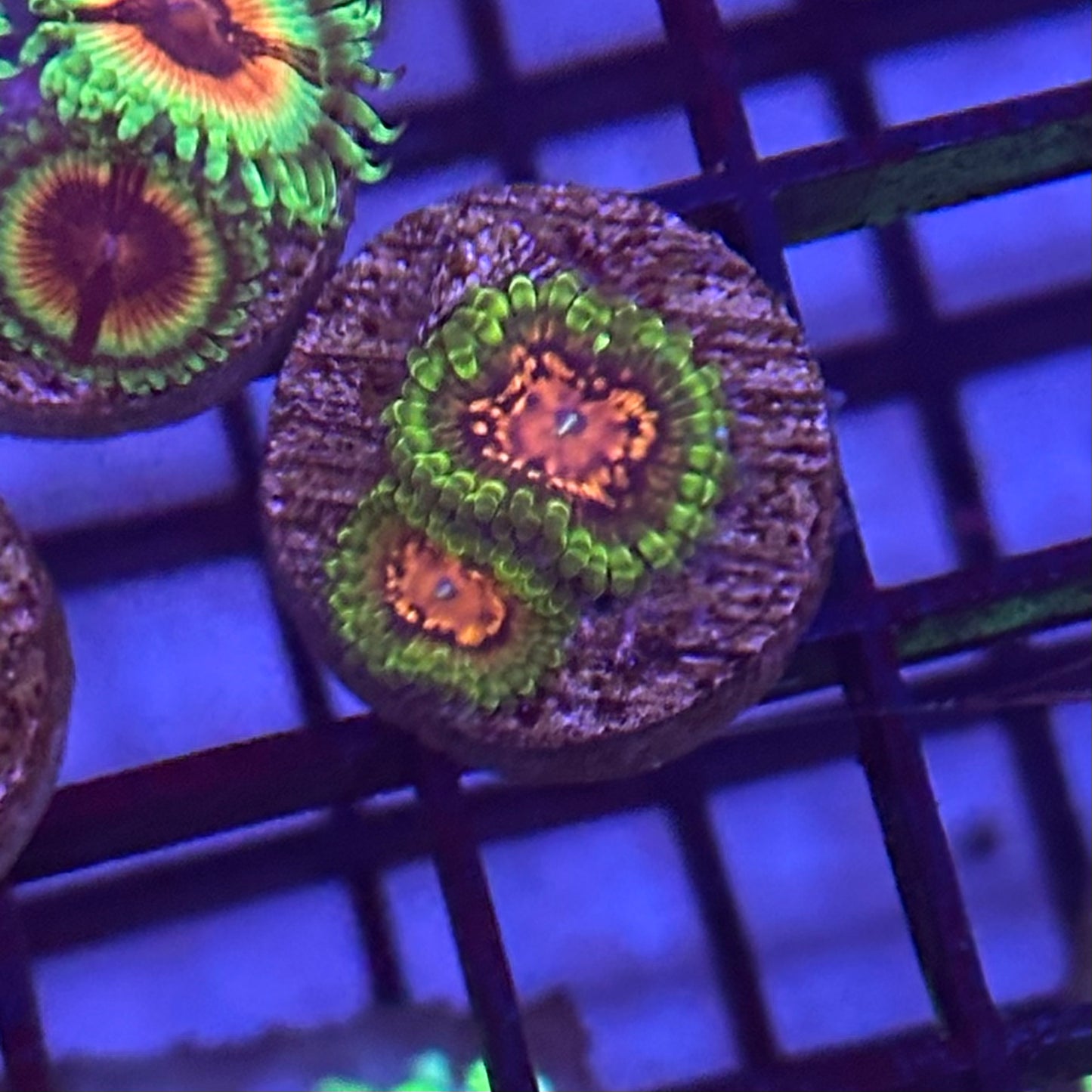 Marvin the Martian Zoa / Zoanthid