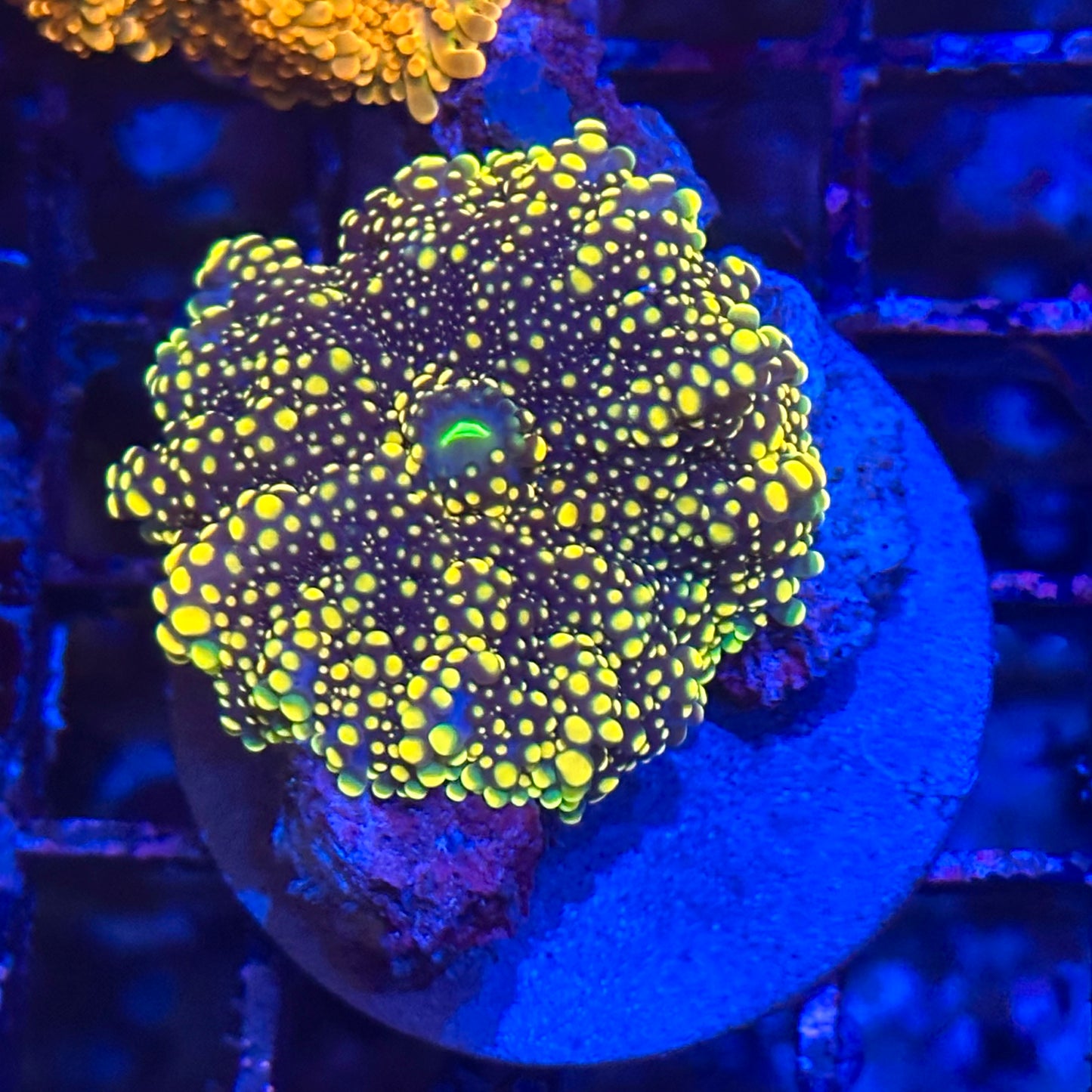 Islander Corals  Kaiju Yuma Mushroom