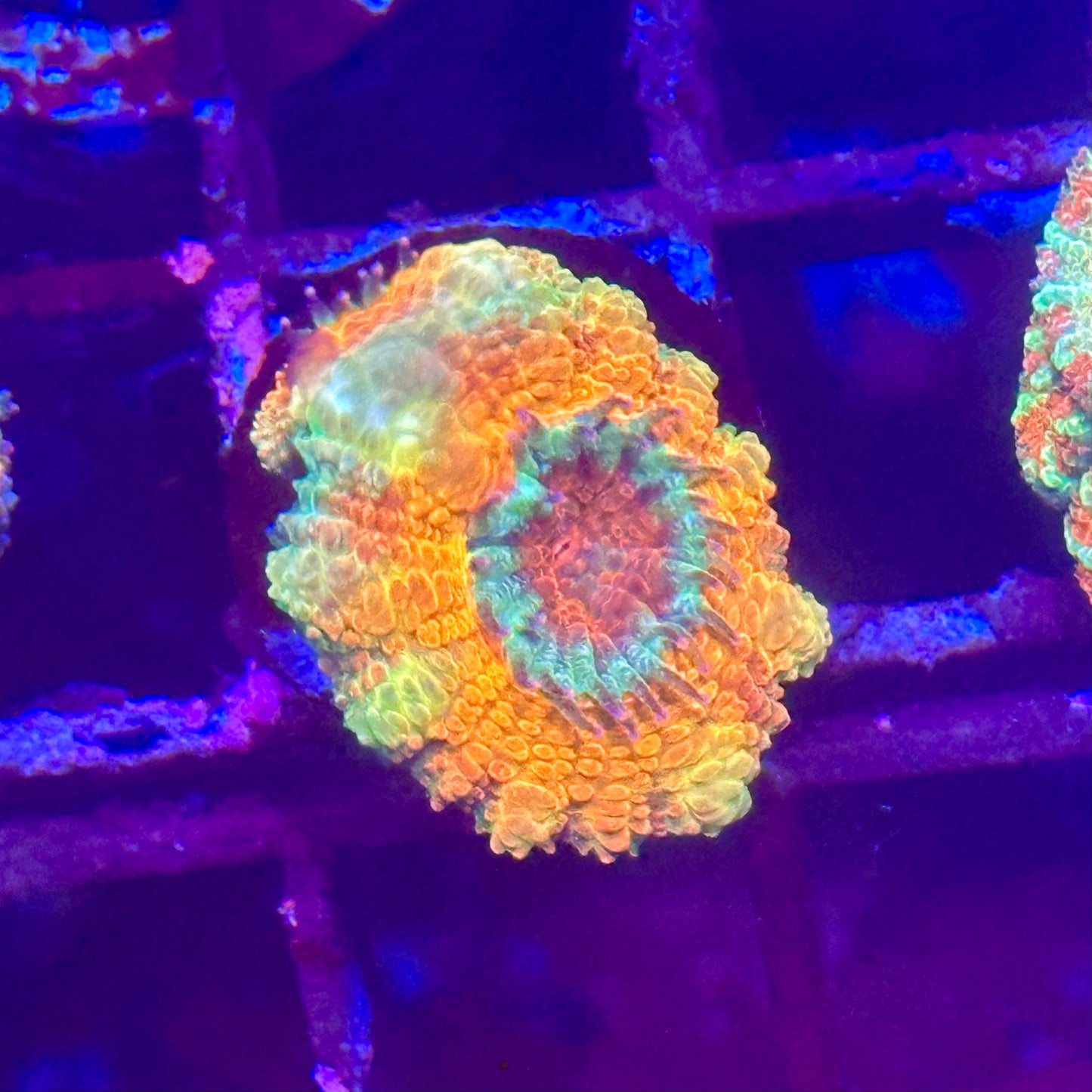 Islander Corals Tequila Sunrise Acan