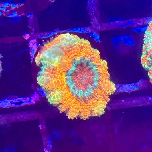Islander Corals Tequila Sunrise Acan