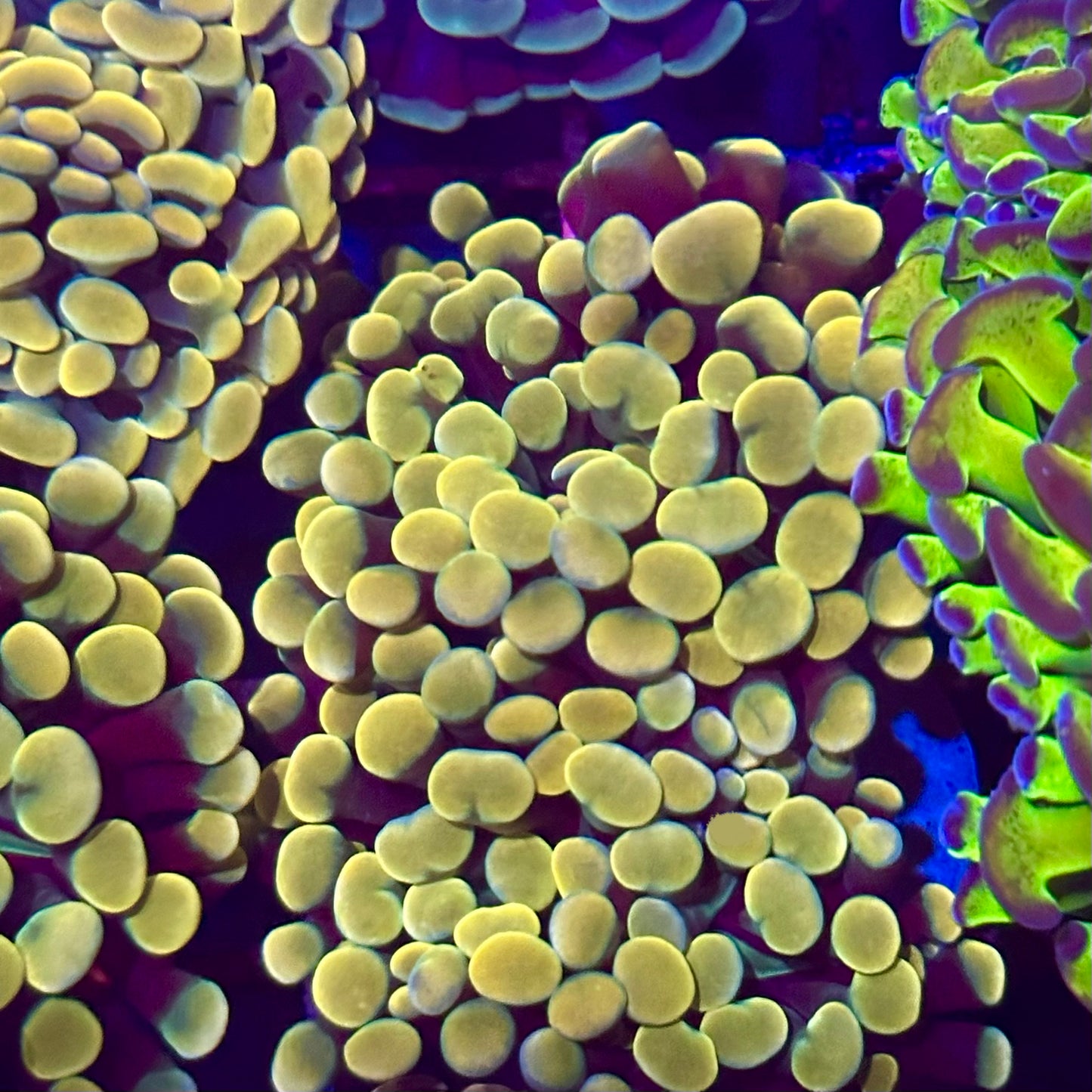 Hammer Coral - True Gold