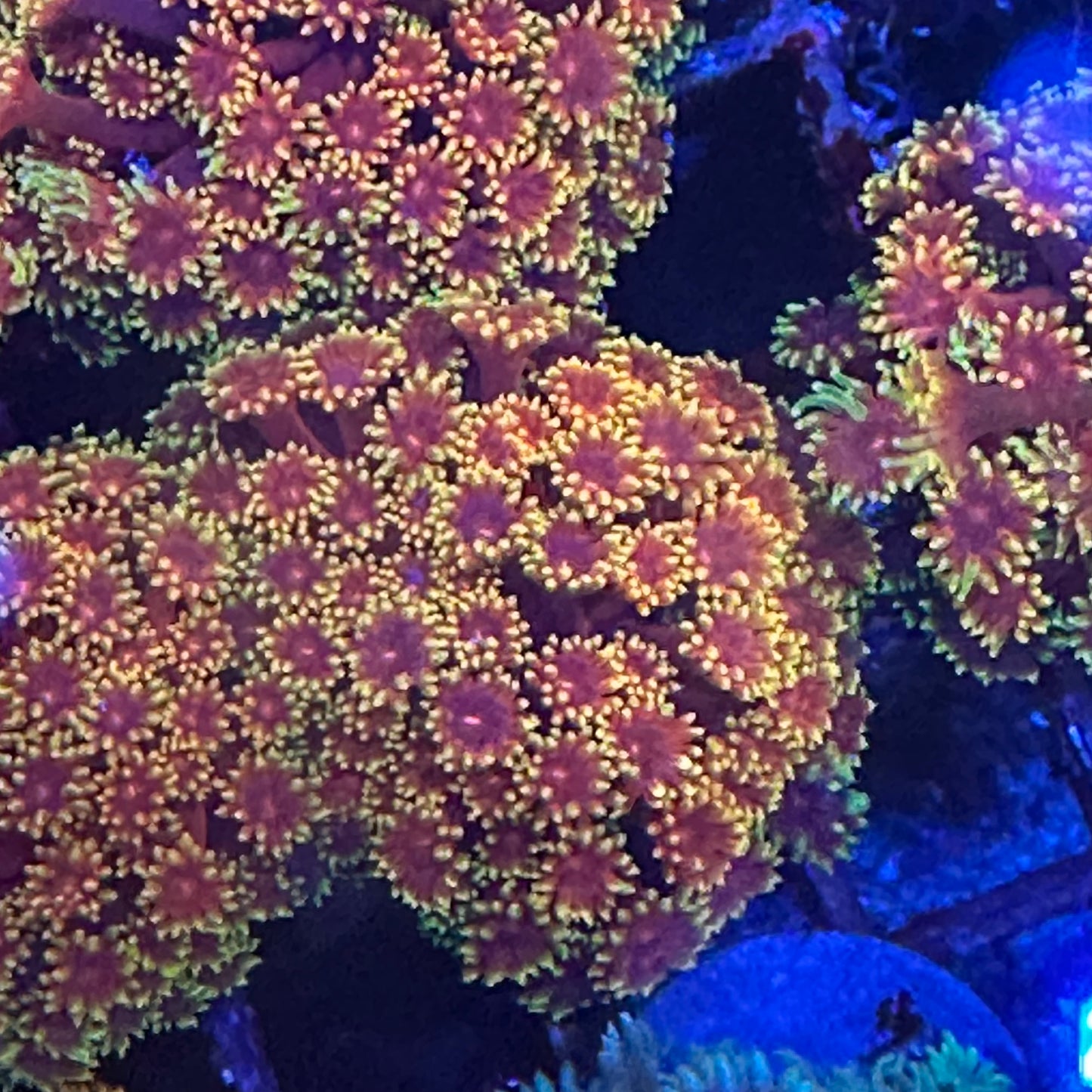 Goniopora / Goni - Triple X Bernardopora