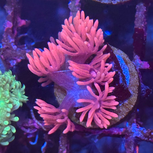 Goniopora / Goni - Pink