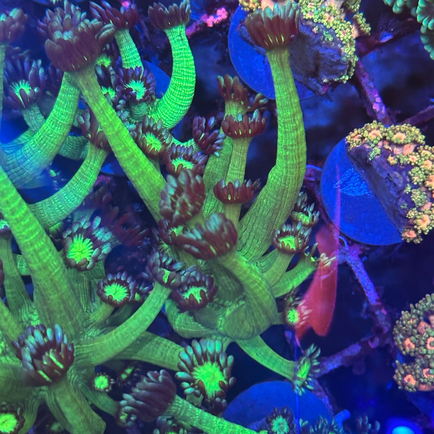 Goniopora / Goni - Medusa