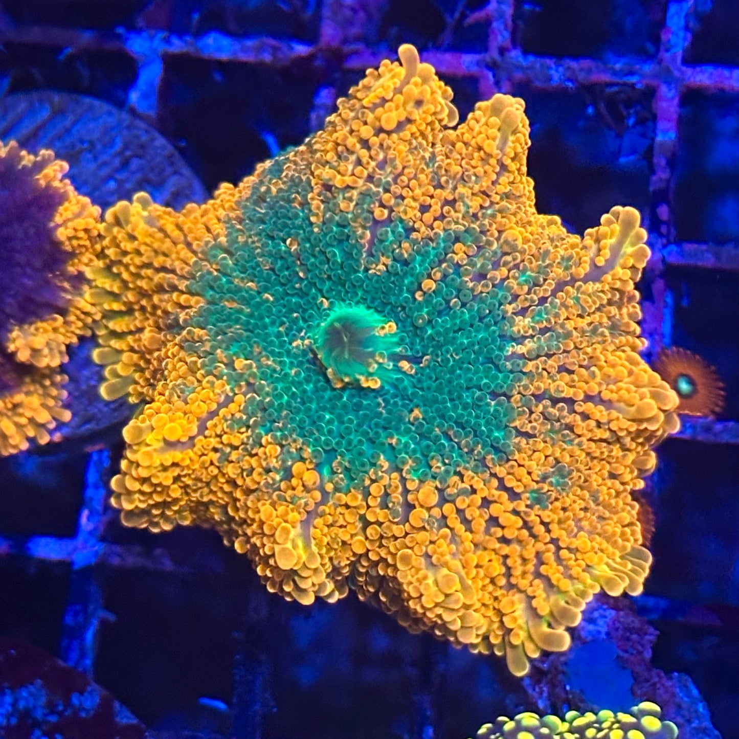 Islander Corals Rainbow Yuma Mushroom