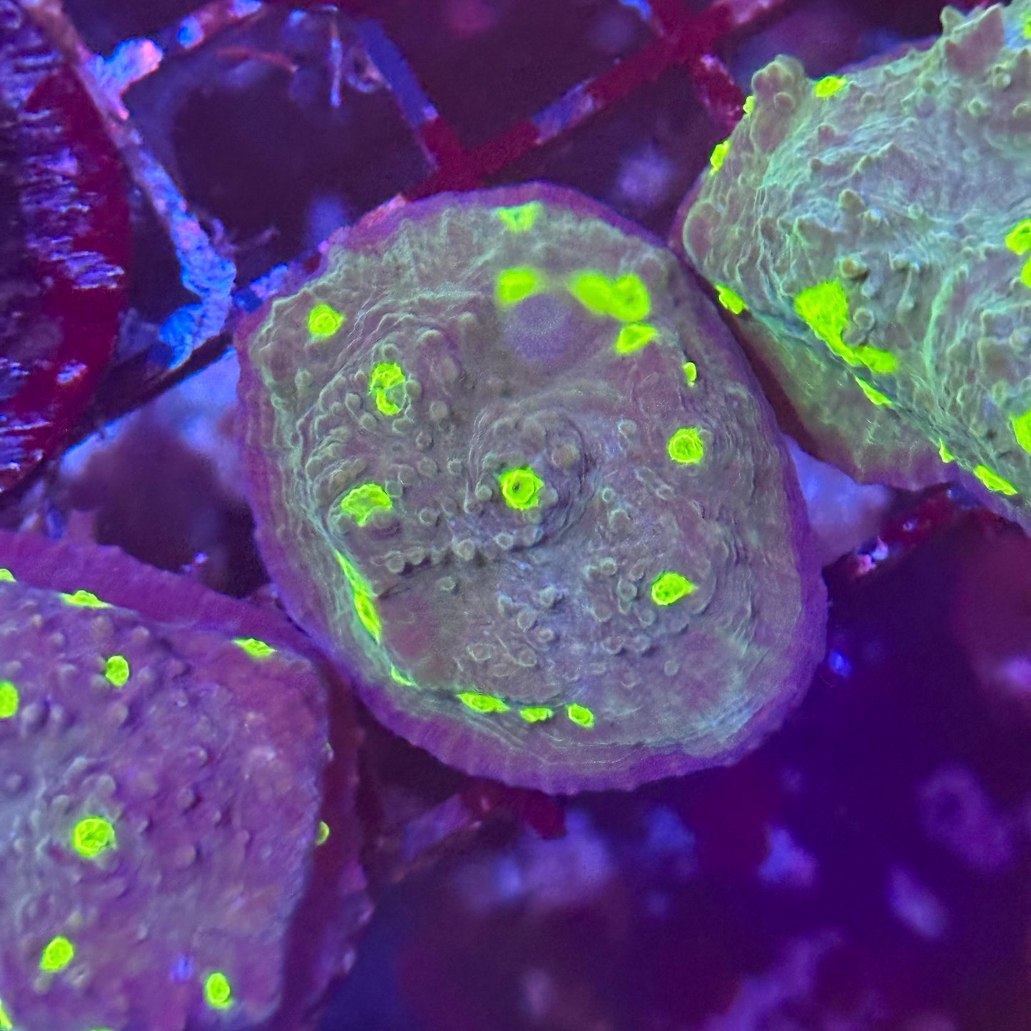 Dragon Eyes Chalice Coral