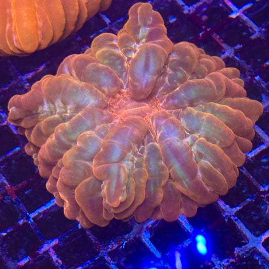 Cynarina Meat Coral