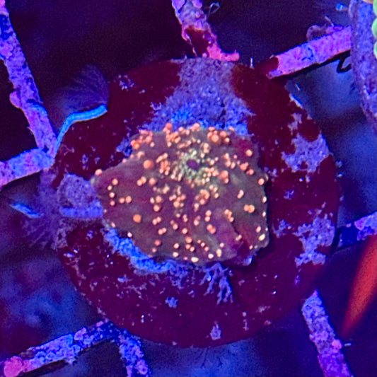 Dragon Lady Bounce Mushroom Discosoma