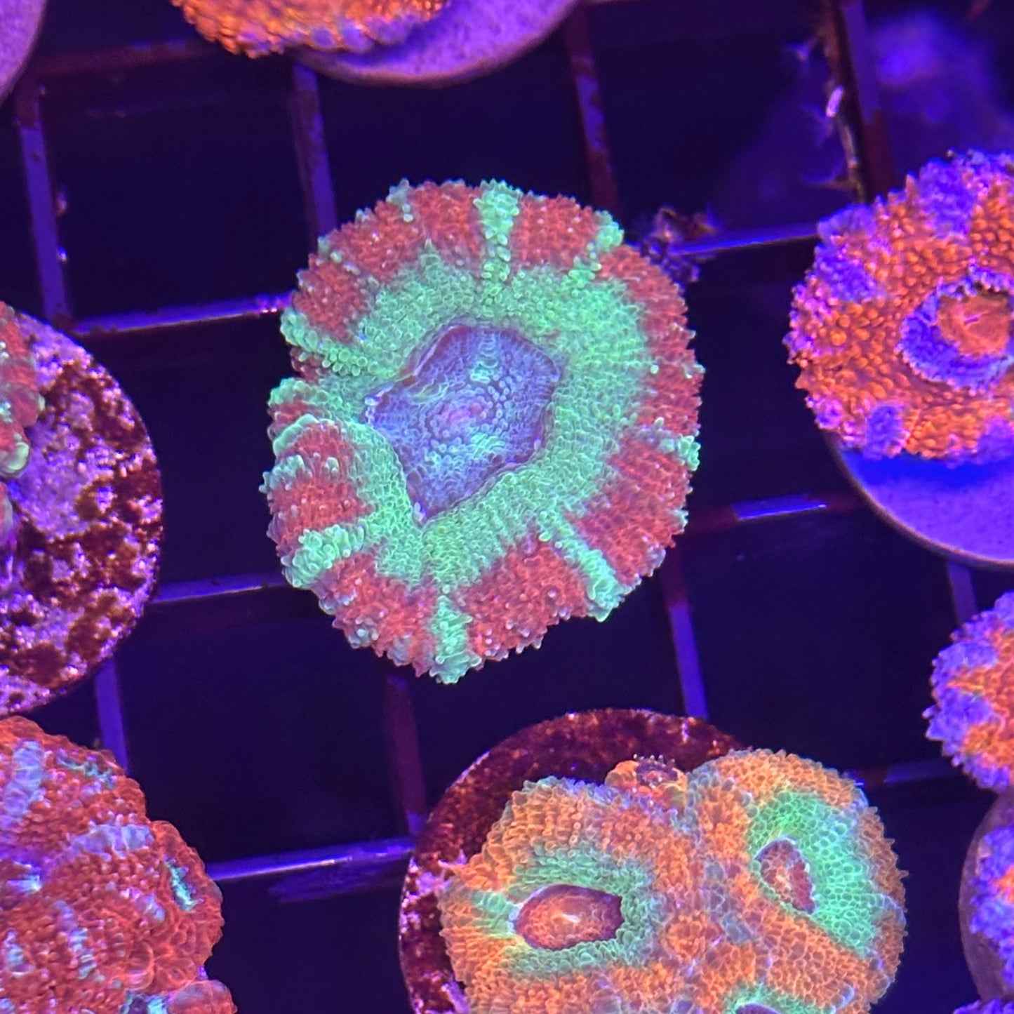 Islander Corals Highroller Acan