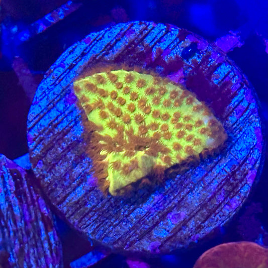 Banana Styloconiella