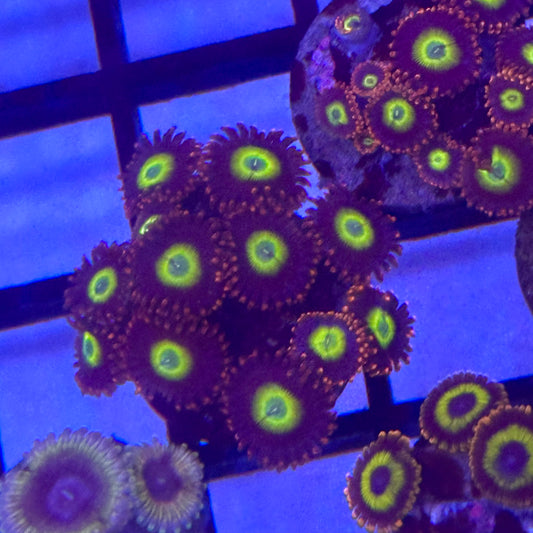 Circus Zoa / Zoanthid