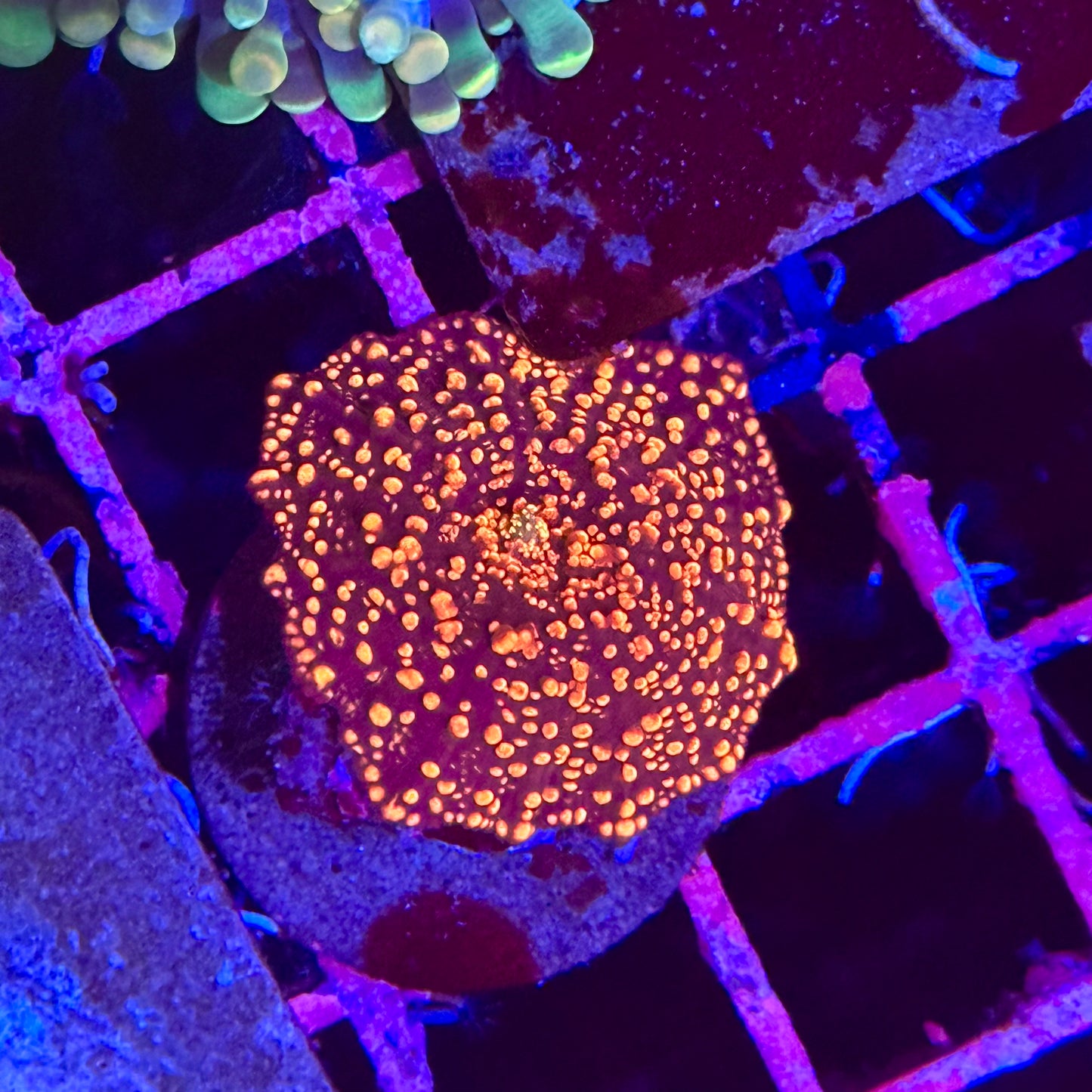 Instellar Discosoma Mushroom
