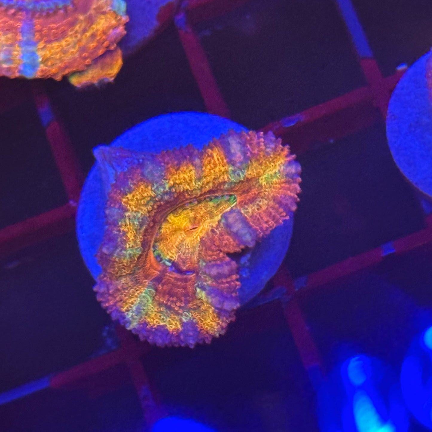 Islander Corals Paycheck Acan