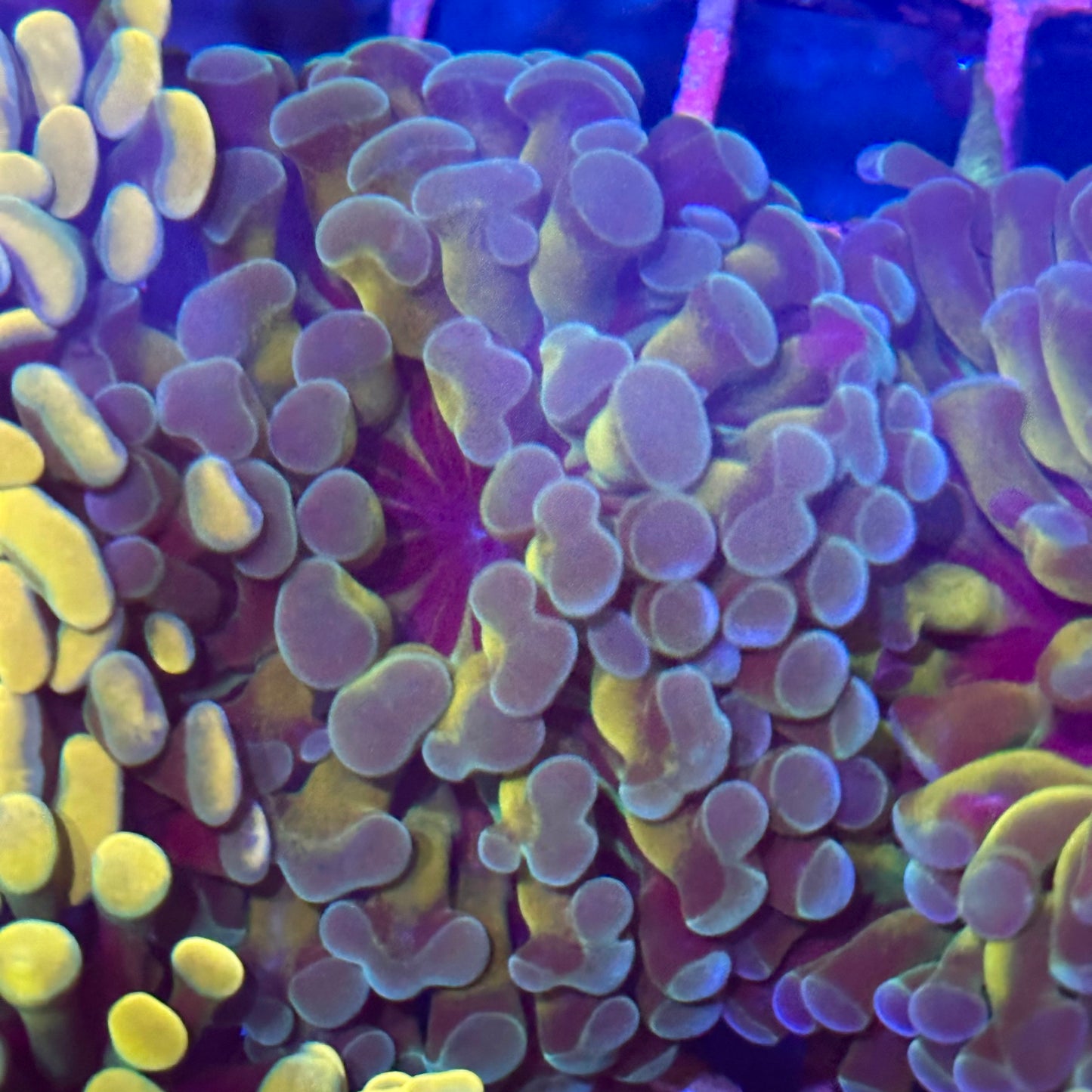 Hammer Coral - Inner Gold