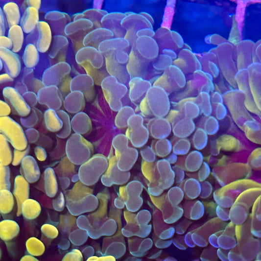 Hammer Coral - Inner Gold