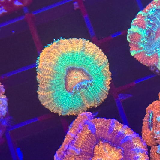 Islander Corals Juicy Fruit Acan